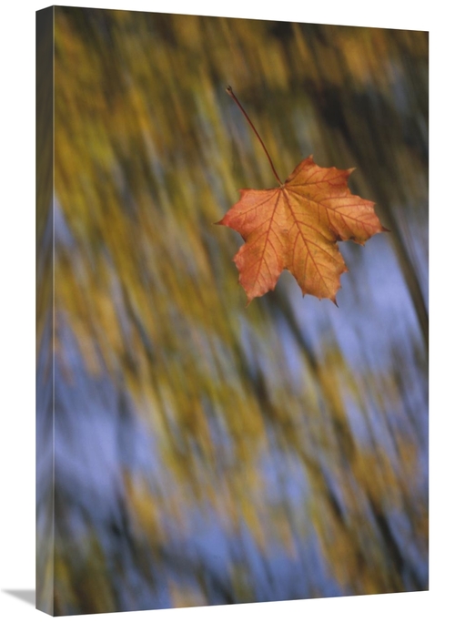 Global Gallery GCS-452404-2030-142 20 x 30 in. Falling Maple Leaf,
