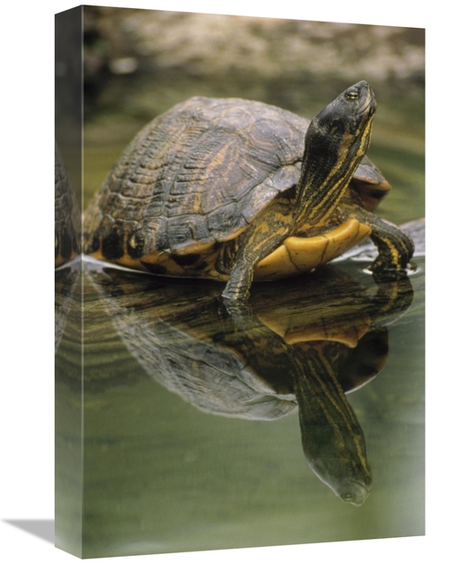 Global Gallery GCS-395762-1218-142 12 x 18 in. Yellow-Bellied Slider T