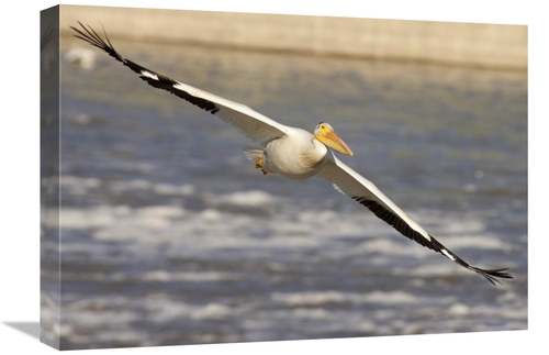 Global Gallery GCS-395427-22-142 22 in. American White Pelican Flying&