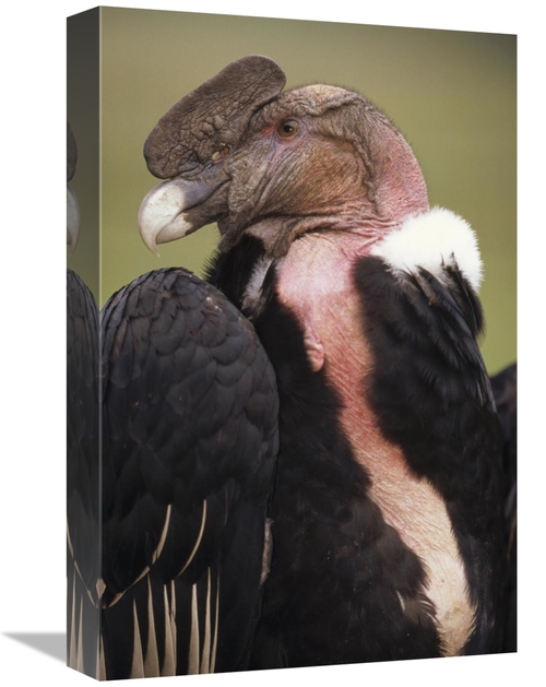 Global Gallery GCS-451248-1218-142 12 x 18 in. Andean Condor Male,