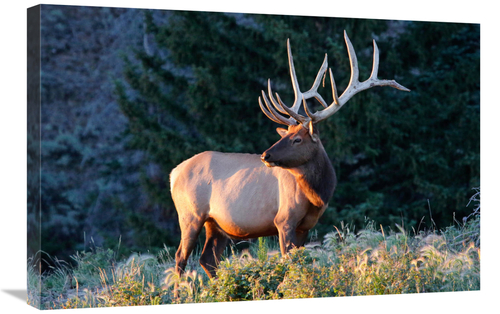 Global Gallery GCS-486528-30-142 30 in. Bull Elk at Sunrise Art Print 