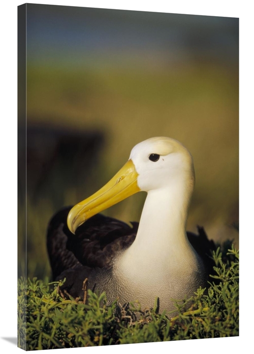 Global Gallery GCS-451362-2436-142 24 x 36 in. Waved Albatross, Ga