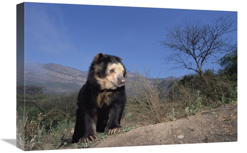 Global Gallery GCS-451506-1624-142 16 x 24 in. Spectacled Bear in Dry 