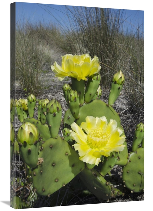 Global Gallery GCS-397916-2436-142 24 x 36 in. Opuntia Cactus Flowerin