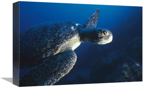 Global Gallery GCS-451244-1218-142 12 x 18 in. Green Sea Turtle, C