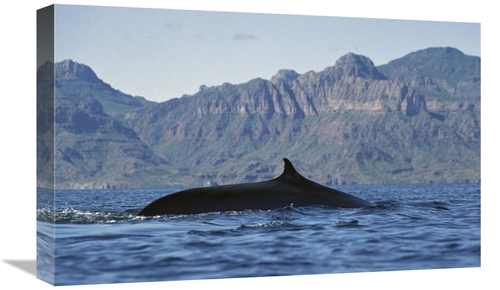 Global Gallery GCS-451692-22-142 22 in. Fin Whale At Winter Feeding Gr