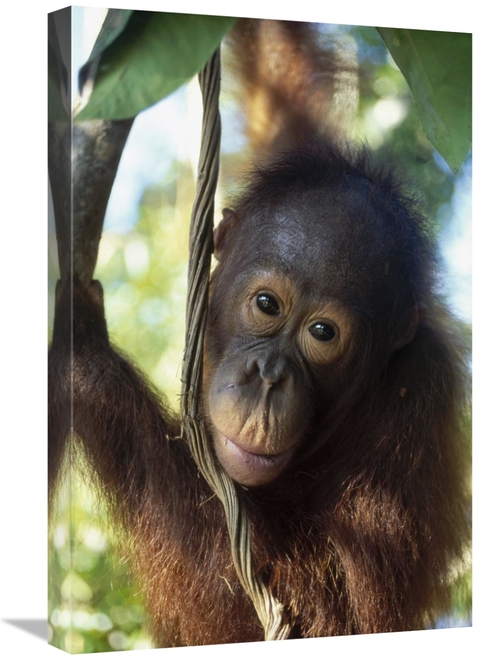 Global Gallery GCS-452336-1624-142 16 x 24 in. Orangutan Juvenile,