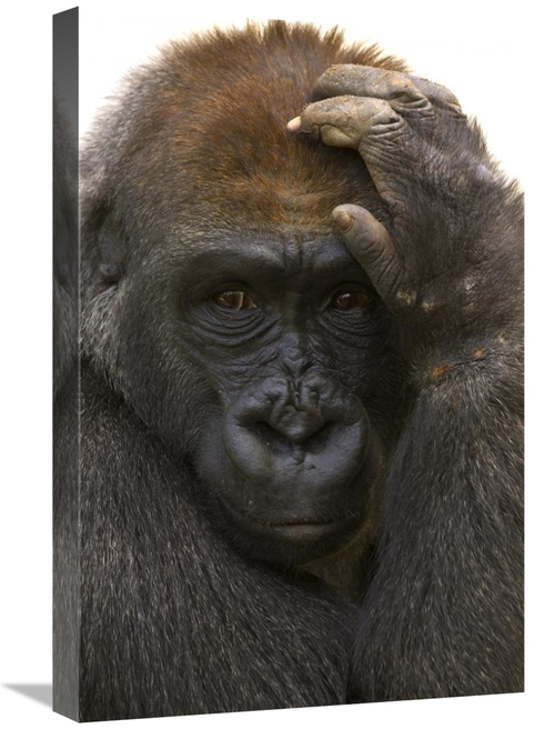 Global Gallery GCS-450849-1624-142 16 x 24 in. Western Lowland Gorilla