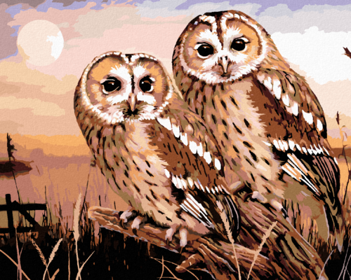 Paint by Numbers - OWLS - TAWNY OWL (HOWARD ROBINSON)