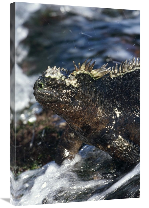 Global Gallery GCS-451390-2436-142 24 x 36 in. Marine Iguana At Low Ti