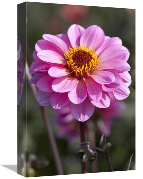 Global Gallery GCS-398378-1218-142 12 x 18 in. Dahlia Classic Rosamund