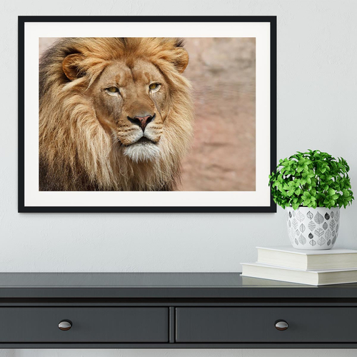 Lion Framed Print