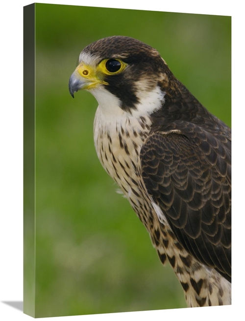 Global Gallery GCS-453103-1624-142 16 x 24 in. Peregrine Falcon Portra