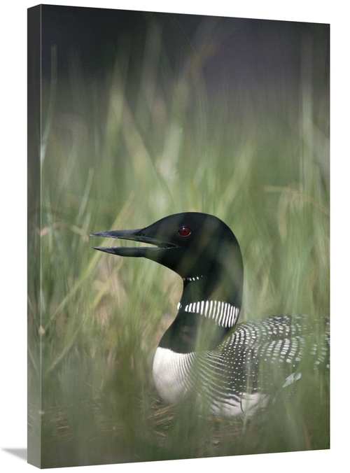 Global Gallery GCS-451859-2030-142 20 x 30 in. Common Loon Incubating 