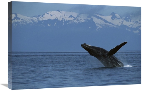 Global Gallery GCS-450807-2030-142 20 x 30 in. Humpback Whale Breachin