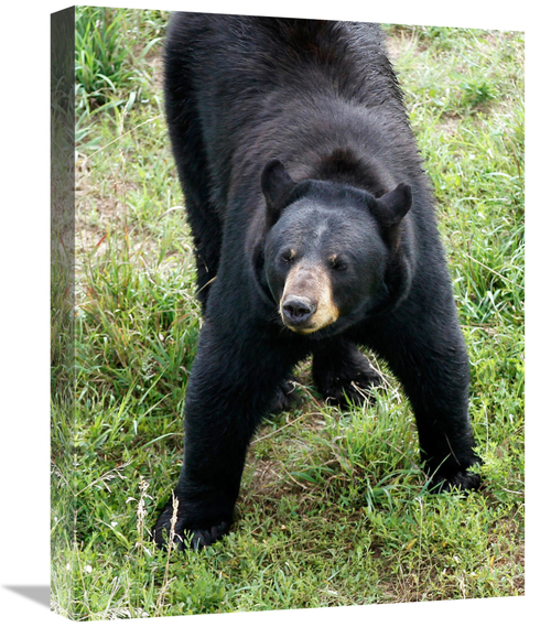 Global Gallery GCS-486423-22-142 22 in. Standing His Ground Art Print 