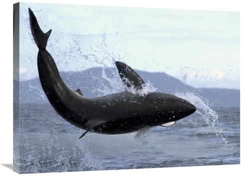 Global Gallery GCS-397970-2432-142 24 x 32 in. Great White Shark Leapi