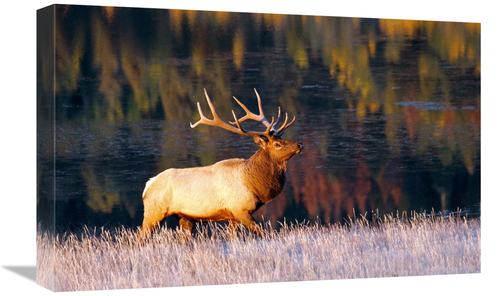 Global Gallery GCS-486561-22-142 22 in. Fall Reflections Art Print - V