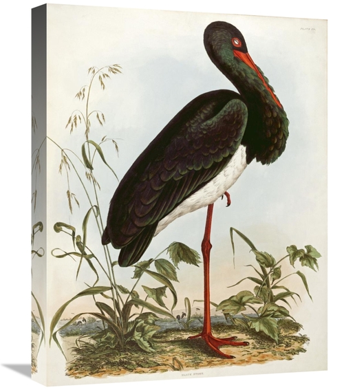 Global Gallery GCS-268529-22-142 22 in. Black Stork Art Print - John P