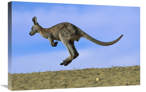 Global Gallery GCS-395902-2030-142 20 x 30 in. Wallaroo or Euro Kangar