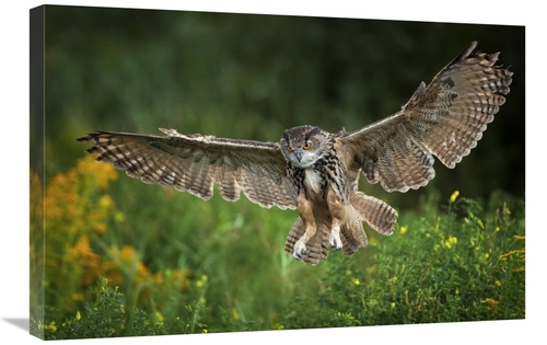 Global Gallery GCS-398213-2030-142 20 x 30 in. Eagle Owl Landing, 