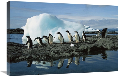 Global Gallery GCS-453395-2030-142 20 x 30 in. Adelie Penguins Coming 