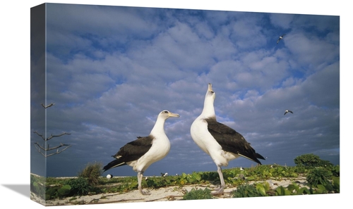 Global Gallery GCS-451423-1218-142 12 x 18 in. Laysan Albatross Courts