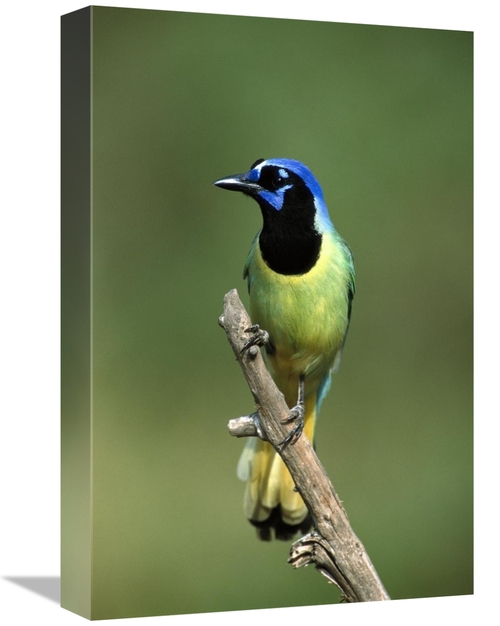 Global Gallery GCS-453287-1218-142 12 x 18 in. Green Jay Perching,