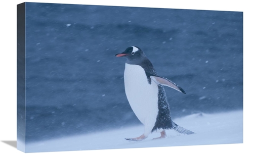 Global Gallery GCS-453653-1624-142 16 x 24 in. Gentoo Penguin in Snow 
