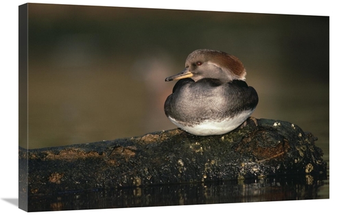Global Gallery GCS-396509-2030-142 20 x 30 in. Hooded Merganser Female