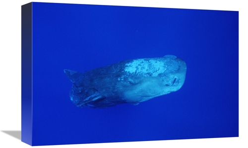 Global Gallery GCS-450782-1218-142 12 x 18 in. Sperm Whale with Remora