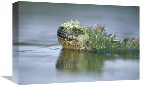 Global Gallery GCS-451353-1218-142 12 x 18 in. Marine Iguana, Punt