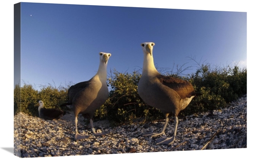 Global Gallery GCS-451410-2030-142 20 x 30 in. Waved Albatross Pair in