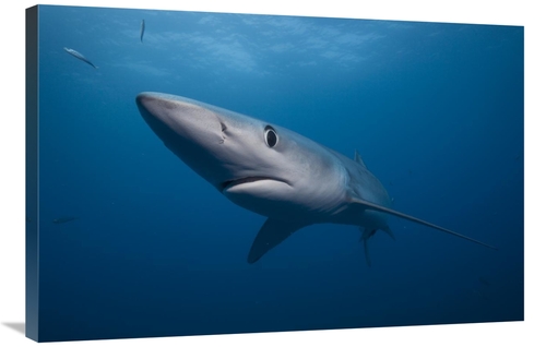 Global Gallery GCS-397477-2436-142 24 x 36 in. Blue Shark, San Die