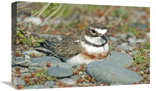 22 in. Double-Banded Plover on Ground Nest, Lake Ellesmere, Ne