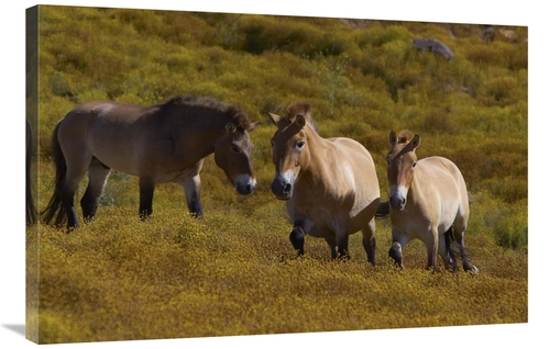 Global Gallery GCS-450872-2436-142 24 x 36 in. Przewalskis Horse Trio 