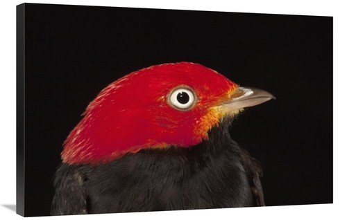 Global Gallery GCS-398542-2436-142 24 x 36 in. Red-Capped Manakin Male