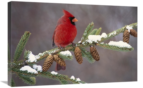 Global Gallery GCS-397329-2030-142 20 x 30 in. Northern Cardinal Male&