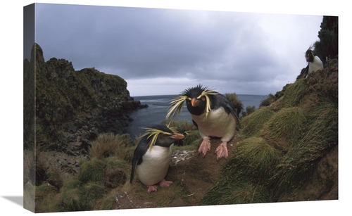 Global Gallery GCS-451804-1624-142 16 x 24 in. Rockhopper Penguin Pair