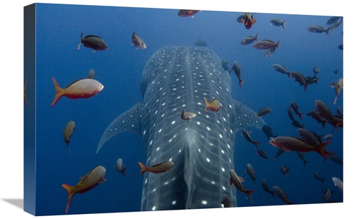 Global Gallery GCS-397944-1624-142 16 x 24 in. Whale Shark Swimming wi