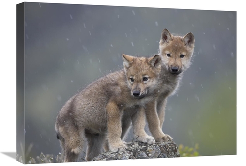 Global Gallery GCS-396247-1824-142 18 x 24 in. Gray Wolf Pups in Light