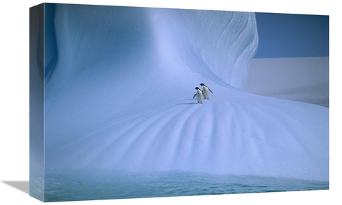 Global Gallery GCS-453514-1218-142 12 x 18 in. Adelie Penguin Pair on 