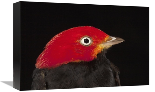Global Gallery GCS-398542-1218-142 12 x 18 in. Red-Capped Manakin Male