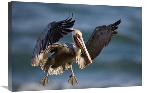 Global Gallery GCS-453343-2030-142 20 x 30 in. Brown Pelican Flying&#4