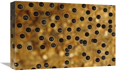 Global Gallery GCS-398098-1218-142 12 x 18 in. Emerald-Eyed Treefrog E