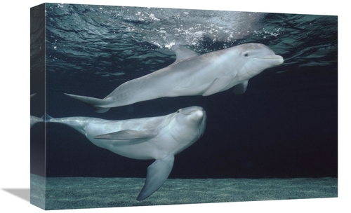 Global Gallery GCS-450664-1218-142 12 x 18 in. Bottlenose Dolphin Unde