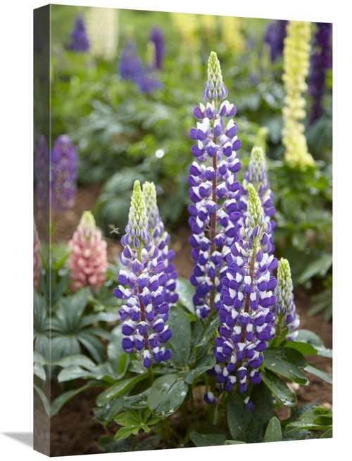 Global Gallery GCS-398324-1624-142 16 x 24 in. Lupine Flowers Art Prin