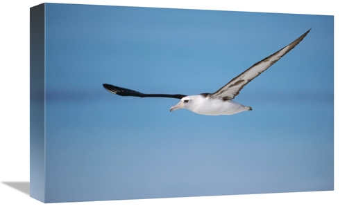 Global Gallery GCS-451429-1218-142 12 x 18 in. Laysan Albatross Naviga