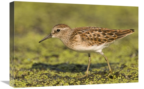 Global Gallery GCS-397259-1624-142 16 x 24 in. Pectoral Sandpiper,