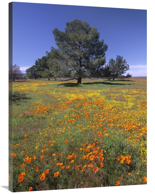 Global Gallery GCS-452149-3040-142 30 x 40 in. California Poppy & Erio